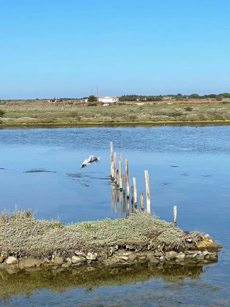 paysage île de ré