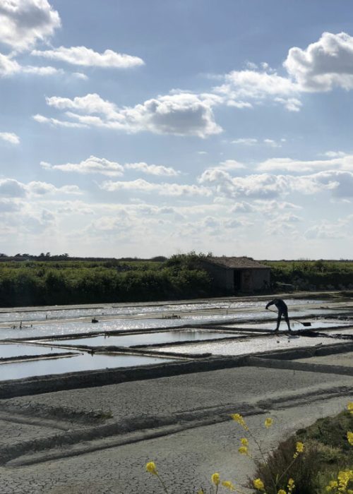 Marais salants - Ile de Ré